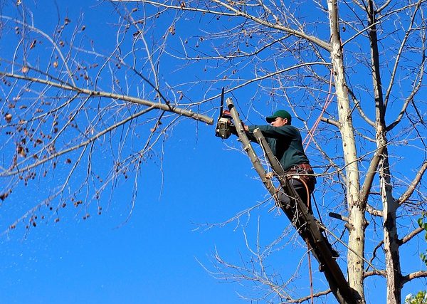 Potatura alberi alto fusto attrezzatura e consigli